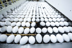 Egg production