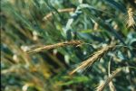 Ergot on wheat-Egypt