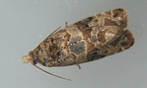European grapevine moth