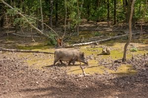 Feral pig, wild hog boar-wild pigs