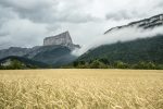 Fields of wheat with Mont Aiguille, Vercors, France