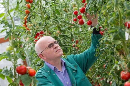 The precise mechanisms involved in tomato softening have remained a mystery until now. Research led by Graham Seymour, Professor of Plant Biotechnology in the School of Biosciences at The University of Nottingham, has identified a gene that encodes an enzyme which plays a crucial role in controlling softening of the tomato fruit. (Credit: Image courtesy of University of Nottingham)