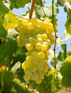 California Table Grape Industry