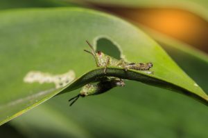 pest diseases funding