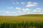 Huge Corn Field
