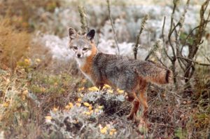 Island Fox-Urocyon_littoralis_full_figure