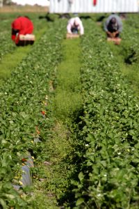 three strawberry pickers