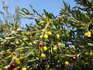 California Olive Growers