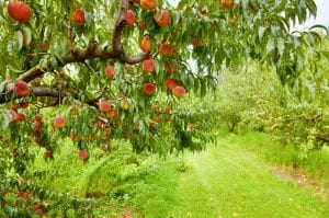 Peach orchard fruits