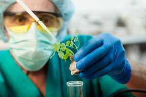scientist holding diseased plant