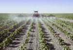 Spraying young cotton plants in a field-application