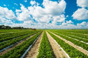 Landscape view of a freshly growing strawberry field.