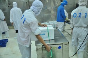 Vung Tau, Vietnam - Workers are packaging product for export in a seafood factory in Vietnam