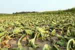 agricultural-field-on-which-grow-beet-in-drought-Arkansas