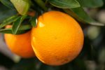 Navel orange