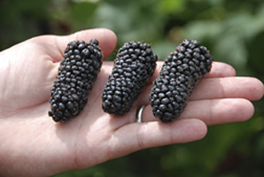 Columbia Giant, a new blackberry cultivar developed and released by ARS.