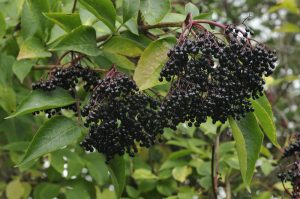 Elderberry Project
