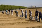 farm-workers-plant-grapes-in-new-california-vineyard-Governor