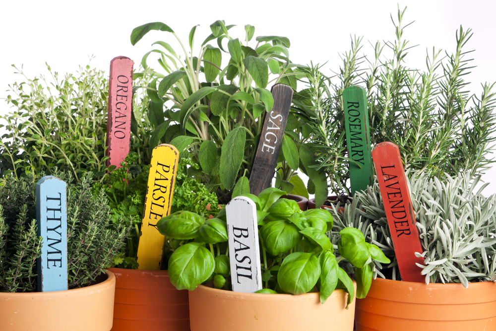 perfect plants