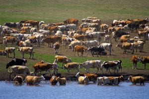 Livestock Insurance Program 