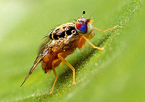 Mediterranean fruit fly