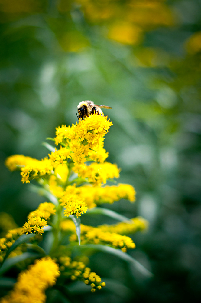 bumblebee