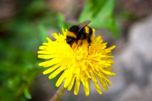 rusty-patched-bumblebee-gathering-nectar-from-a-yellow-flower