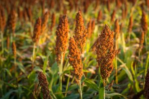 Sorghum Researh