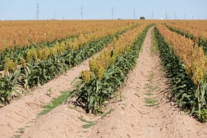 sorghum producers