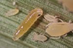 Identifying Sugarcane Aphid