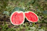 Watermelon growing