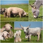 animal-collage groups