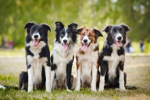 border collies sitting on the grass-fruits