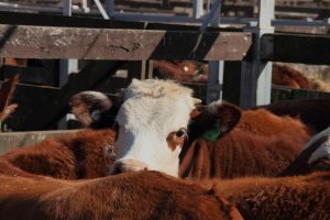 livestock cattle-auction sales