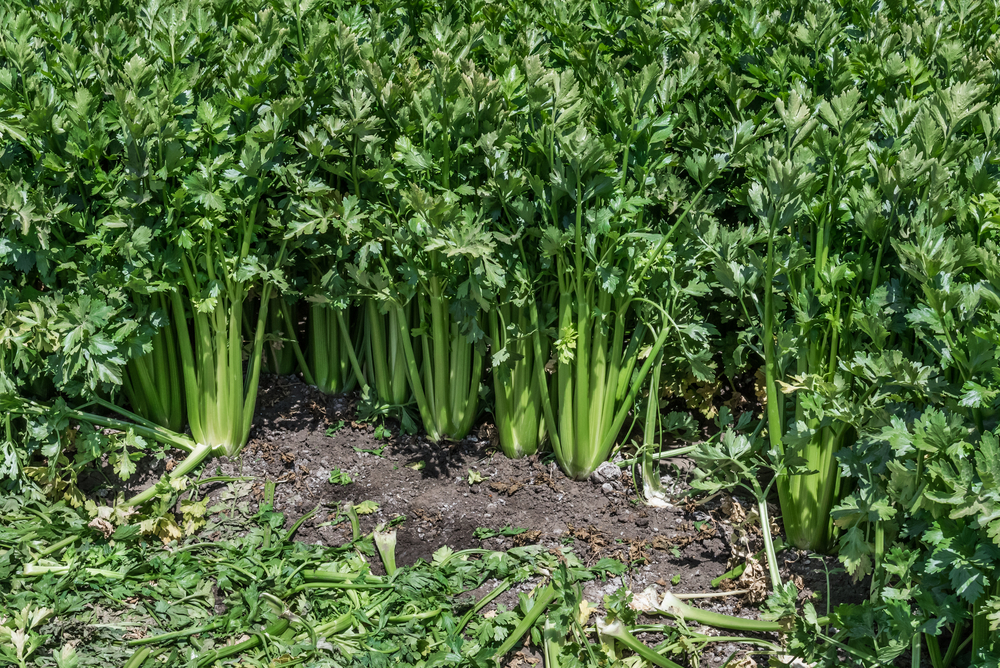 Celebrating National Celery Month