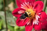 adult-yellow-faced-bumble-bee-foraging-for-nectar-on-a-late-summer-dahlia-flower