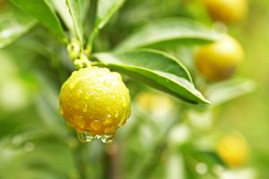 california-agriculture-orange-on-tree