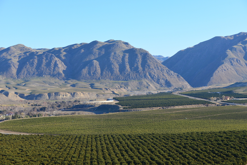 california citrus