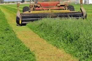 california-ag-central-valley-mowing-alfalfa-hay-2 genetically