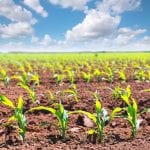 2017 Corn fields sprouts in rows in California agriculture