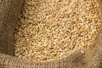 feed wheat corn-crop-in-sack-ready-for-animal-feed