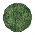 foot-and-mouth-diseases-virus-capsid