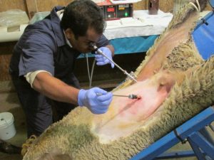 Mohammed Benaissa (Algeria) artificially inseminating a sheep as part of his Borlaug Fellowship program at ISU