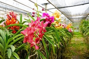 Orchid Farm. Thailand APHIS