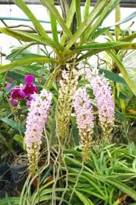 orchid-farm-thailand-5