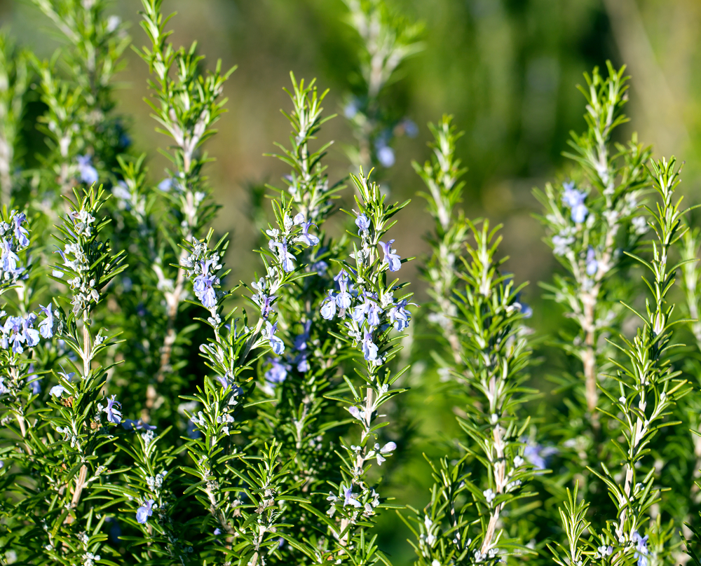 plants