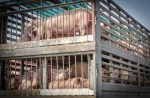 truck-transport-pigs rabobank