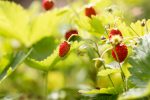 wild-strawberry-2 plants