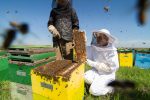 beekeeping-6