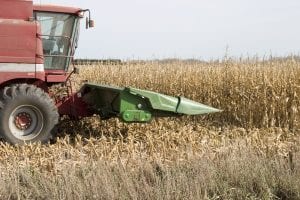corn-harvesting income